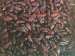 Dates from Tunisia Dates from Tunisia