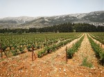 Château Kefraya vineyard. Château Kefraya vineyard.