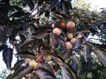 Persimmon – kaki fruit Persimmon – kaki fruit