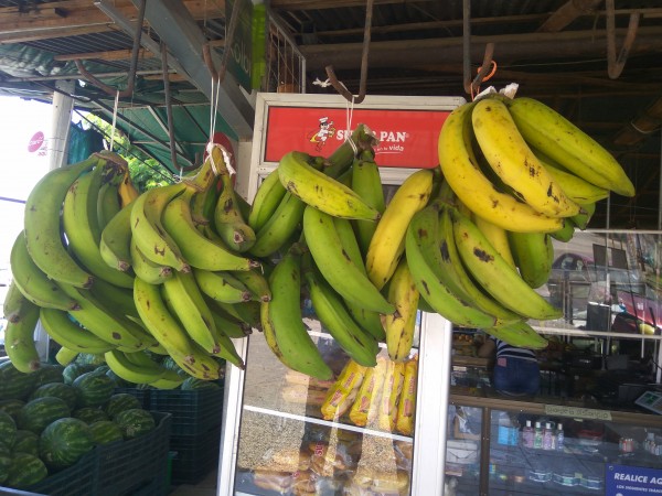 How to distinguish plantains and bananas – their culinary use and nutrition values How to distinguish plantains and bananas – their culinary use and nutrition values