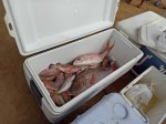TOP 21 Dominican dishes - What to eat in the Dominican Republic? Fish and seafood