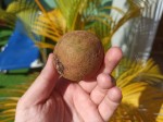 TOP Dominican exotic fruits - chikoo TOP Dominican exotic fruits - chikoo