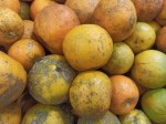 TOP Dominican exotic fruits - oranges TOP Dominican exotic fruits - oranges