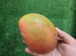 TOP Dominican exotic fruits - mangoes TOP Dominican exotic fruits - mangoes