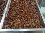How to choose the best dates in Oman? Dried dates. How to choose the best dates in Oman? Dried dates.