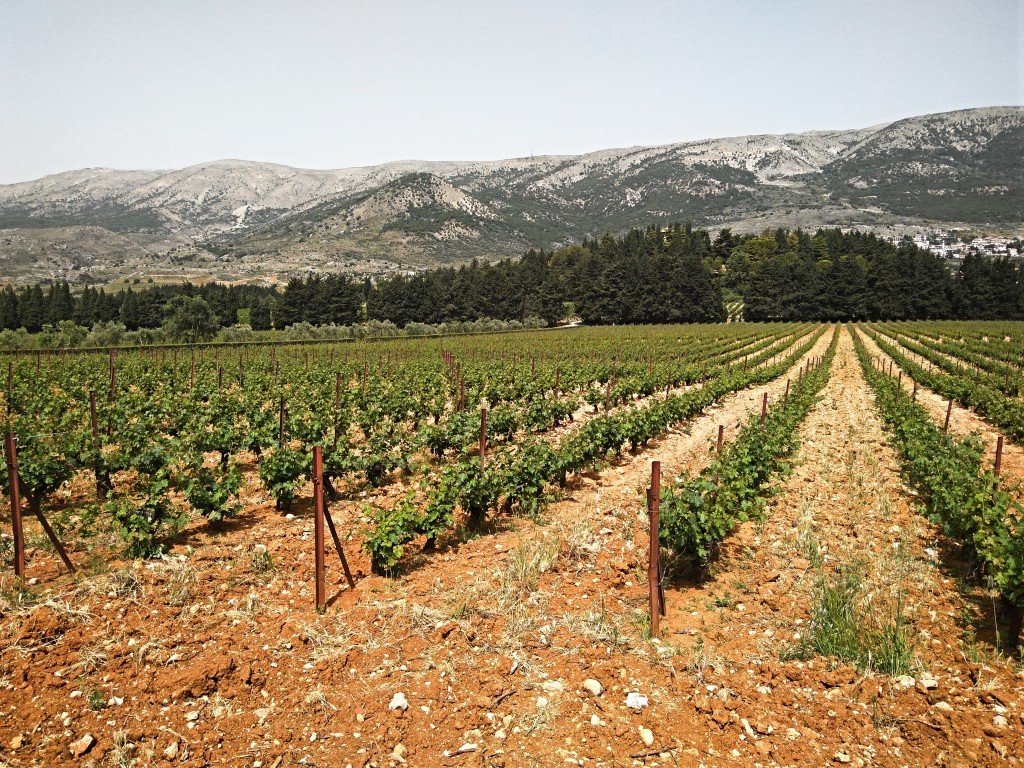 Château Kefraya vineyard. Château Kefraya vineyard.