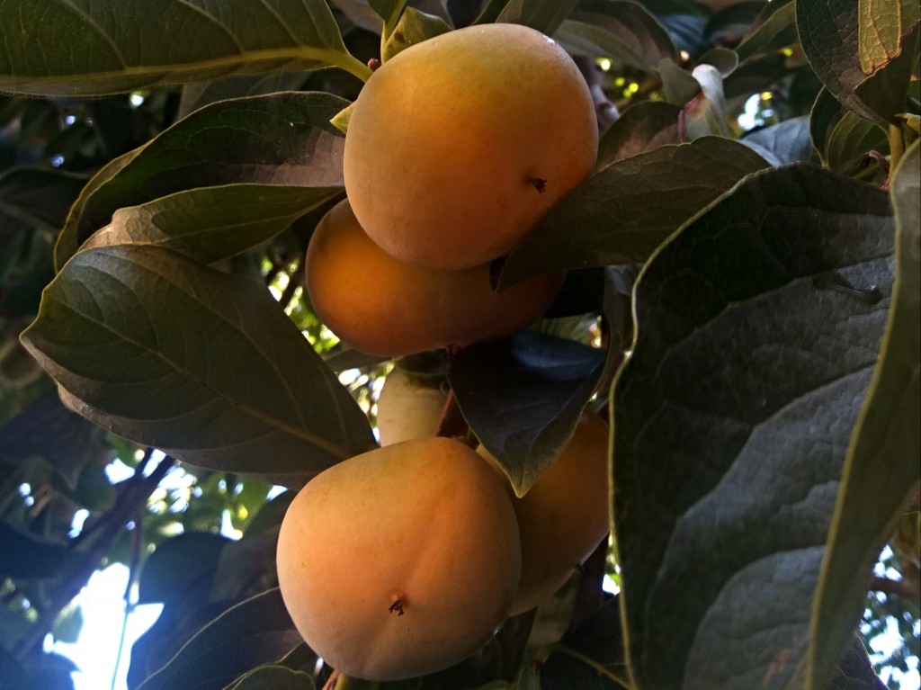Persimmon – kaki fruit Persimmon – kaki fruit