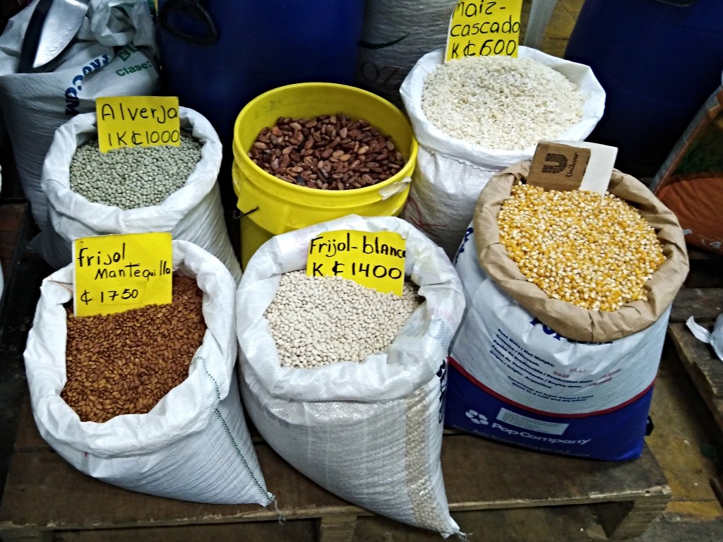 Mantequilla beans - Costa Rica Mantequilla beans - Costa Rica