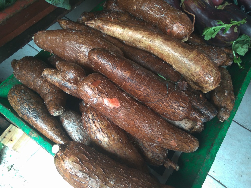 Yucca - Costa Rica Yucca - Costa Rica