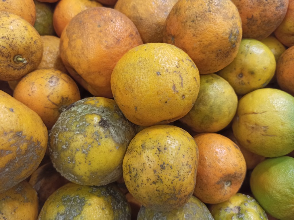 TOP 15 Exotic fruits you MUST try in the Dominican Republic - oranges TOP 15 Exotic fruits you MUST try in the Dominican Republic - oranges